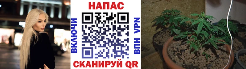 Конопля гибрид Шатура